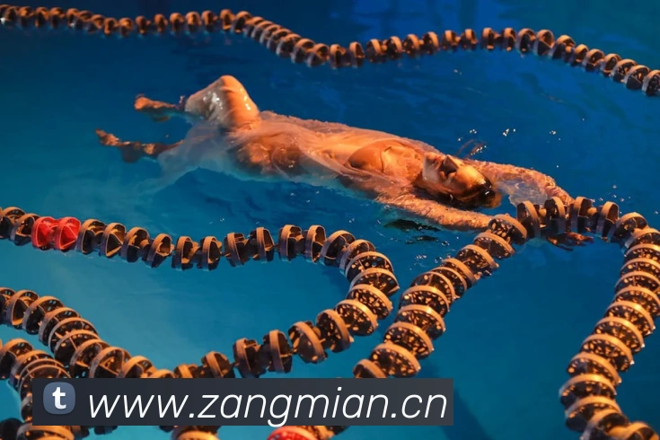 湖北卫视直击：武汉马拉松赛事全程报道与精彩回顾